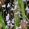 Kwiaty/flowers 
